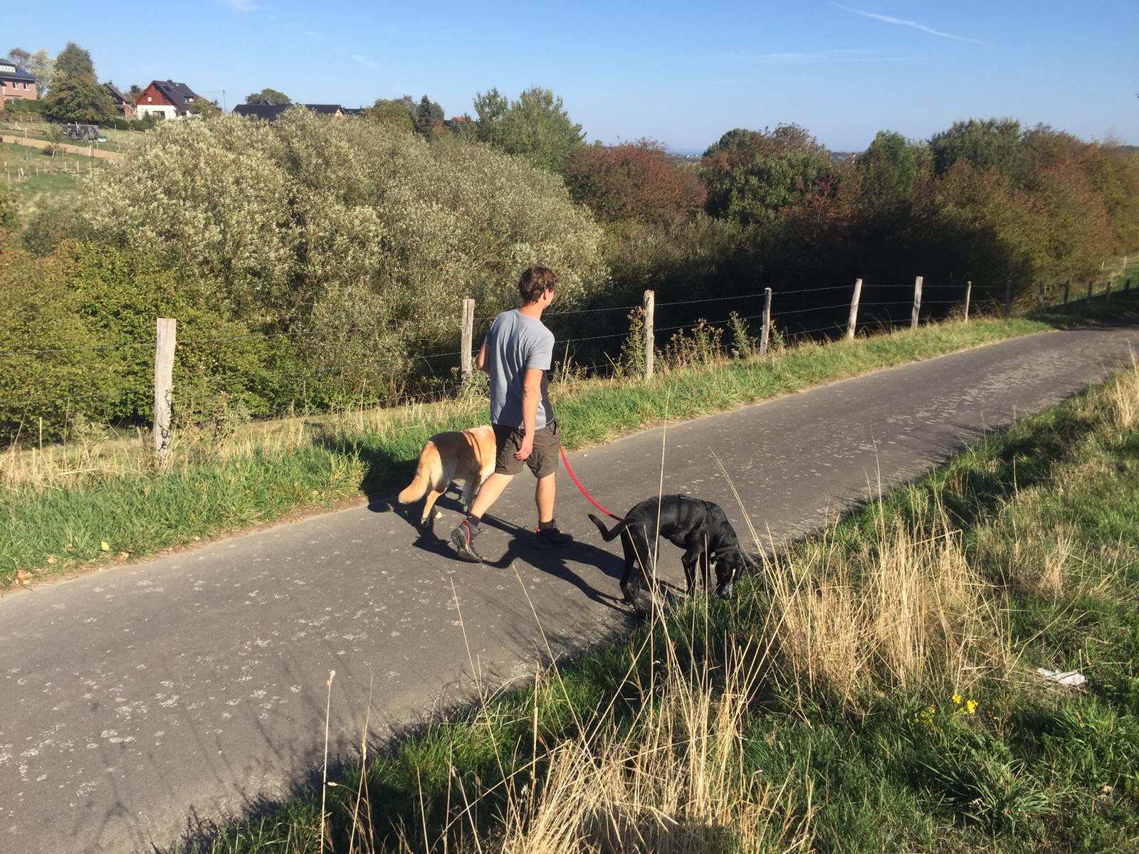 Dogwalking Eifel